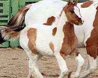 black-tobiano-irish-draught-horse