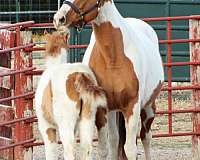 competed-irish-draught-horse