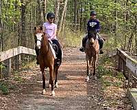 childrens-pony-welsh