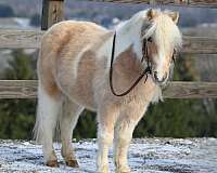 palomino-beginner-pony