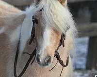 palomino-kid-safe-pony