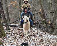 palomino-pleasure-driving-pony