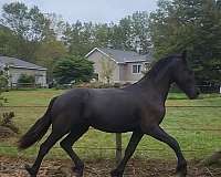 trail-horse-prospect-friesian