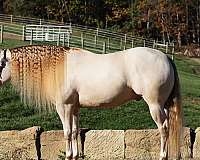 athletic-quarter-horse