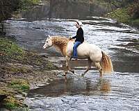 reining-quarter-horse