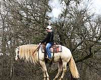 smoky-cream-gelding