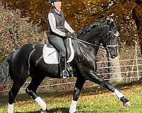 athletic-friesian-horse