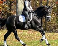 classical-friesian-horse