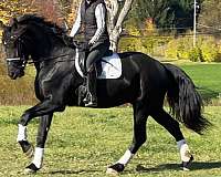 cross-friesian-horse