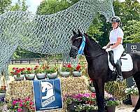 dressage-friesian-horse