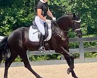 driving-friesian-horse