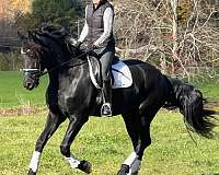 english-pleasure-friesian-horse