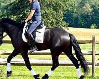 eventing-friesian-horse