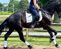 ridden-english-friesian-horse