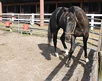 black-3-white-socks-horse