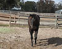 3-white-socks-horse