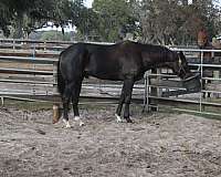 black-thoroughbred-gelding