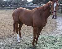 chestnut-thoroughbred-filly