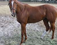 breeding-thoroughbred-horse