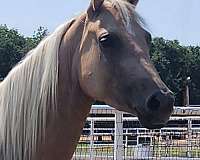 star-four-white-socks-horse