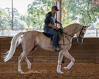 all-around-half-arabian-horse