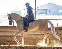 athletic-half-arabian-horse