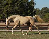 hunt-seat-equitation-half-arabian-horse