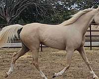 hunter-half-arabian-horse