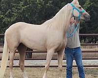 jumper-half-arabian-horse