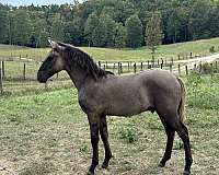 grulla-black-stripe-down-back-striping-on-legs-horse