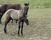 grulla-black-stripe-down-back-striping-on-legs