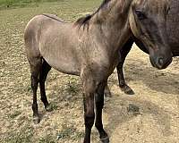 breeding-rocky-mountain-horse