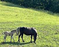 gaited-rocky-mountain-horse