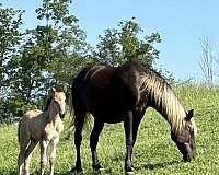 halter-rocky-mountain-horse