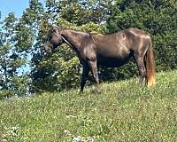 breeding-rocky-mountain-horse