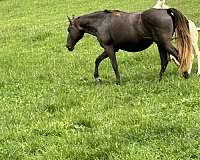 gaited-rocky-mountain-horse