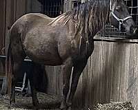 started-under-saddle-rocky-mountain-horse