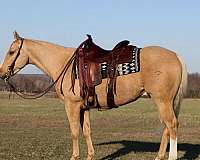 all-around-quarter-horse