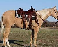 athletic-quarter-horse