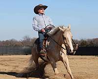 calf-roping-quarter-horse