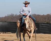 cowboy-mounted-shooting-quarter-horse