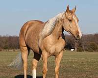 cutting-prospect-quarter-horse