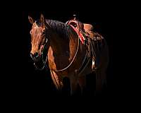 athletic-quarter-horse