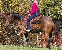 ranch-versatility-quarter-horse