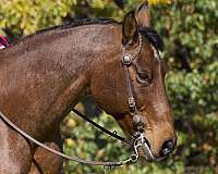 trail-riding-quarter-horse