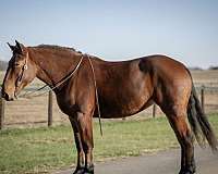 athletic-percheron-horse