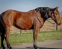 beginner-percheron-horse