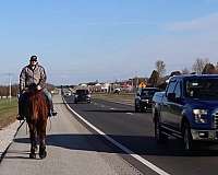 flashy-percheron-horse