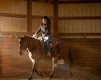 cross-percheron-horse