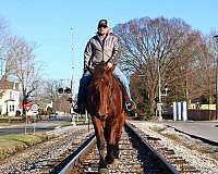 kid-safe-percheron-horse